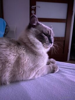Ragdoll na krytie