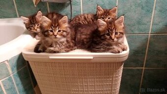 Maine Coon, Mainská Mývalia mačiatka
