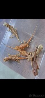 Agama bradata