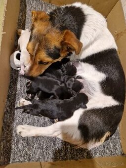 Šteniatka Jack russel terier