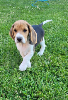 Beagle tricolor
