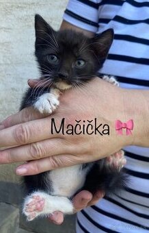 Darujem mačiatka