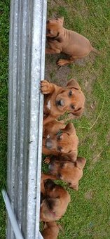 Rhodesian ridgeback