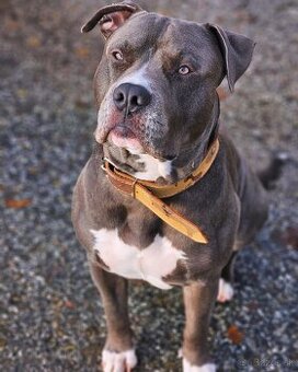 Krytie - Americky Stafordsirsky terier