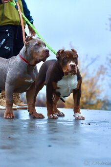 American Bully XL (Pitbull XXL)