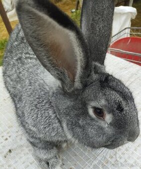 Cinčila Velka - Mäsové plemeno