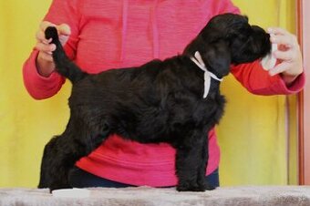 Bradáč veľký čierny s PP - 1