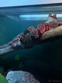 Predám terarium spolu s python regius
