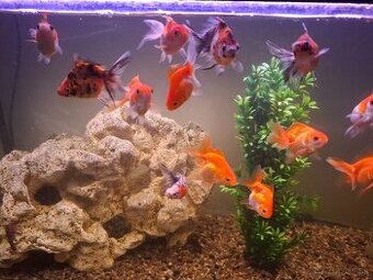 Predam akvarium s rybyckami