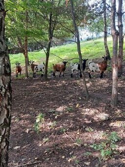 Holandska mini koza a baran Quessant