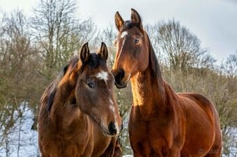 Predám Oldenburskú chovnú kobylu