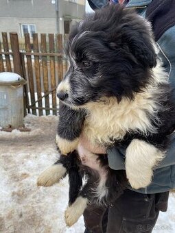 Šteniatko border kólie