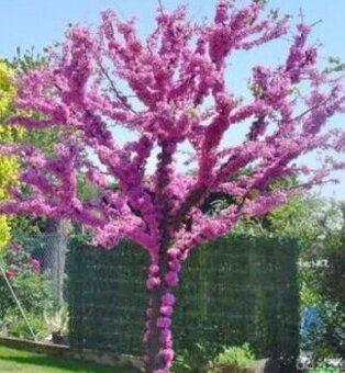 Judášovec čínsky SEMENÁ - 2,5eur r.2024