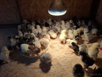 Araukány Ayam cemani Brahmanky Hodvábničky