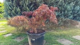 Javor cerveny Acer palmatum stepeny 60cm