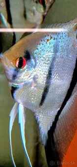 Pterophyllum scalare esseqibo Guyana