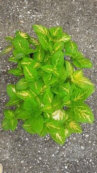 Zelené coleusy - koleusy - žihľavky
