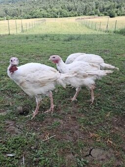 Predam moriak big6 vaha 9-10kg