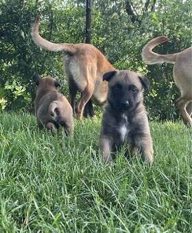 Belgický ovčiak malinois