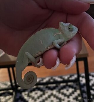 Chameleón jamenský