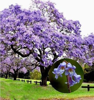 Sadeničky paulownia tomentosa
