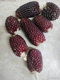 Semena pukancova kukurica