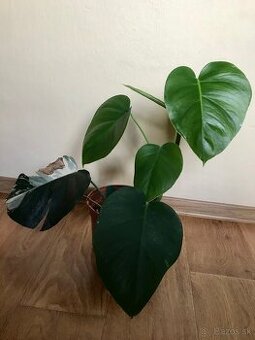 Monstera deliciosa 1