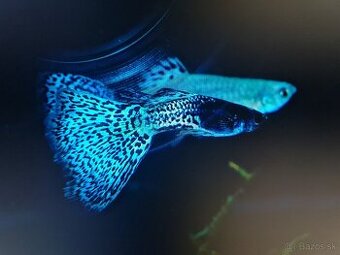 Metal body blue grass guppy, gupky, gubky