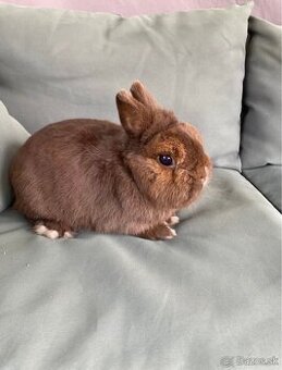 Darujem  zdrobnele králiky