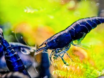 Predám krevetky Neocaridina Blue Diamond
