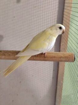 Neofema modrohlava - 1