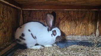 Nemecky obrovity strakac havana 1.0 - 1