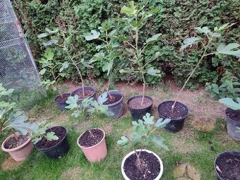 Sadenice bohato rodiaceho figovnika v kontajneroch