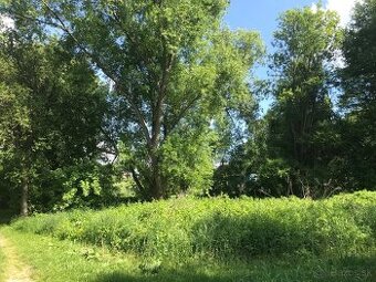 Mlynská - veľká záhrada do nájmu.