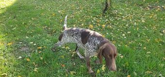 Predám alebo vymením za farbiara