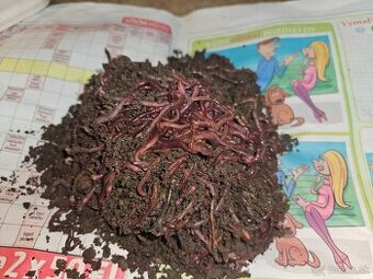 Predam Kalifornské Dážďovky 350ks len za 10€