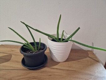 Aloe - 1