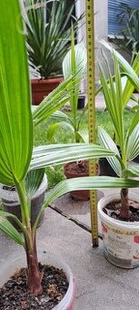 Palma Washingtonia robusta