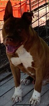 Darujem pitbull rednose