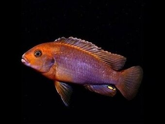 Ponúkam akvárijne rybky. Malawi cichlidy,synodotis,ancistrus