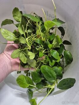 Anubias barteri