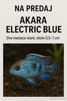 Akara Electric Blue (juhoamerická cichlida)