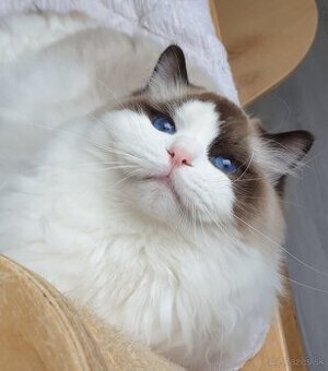Ragdoll kocour s PP