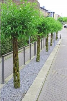 Pletená Vŕba americana salix