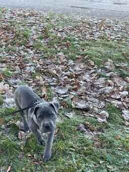 Šteniatko Cane Corso
