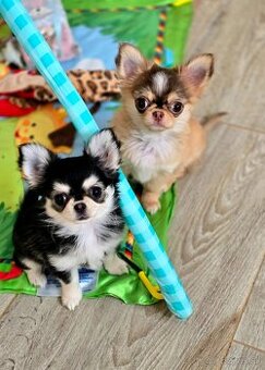 Čivava dlhosrstá s pp - 1