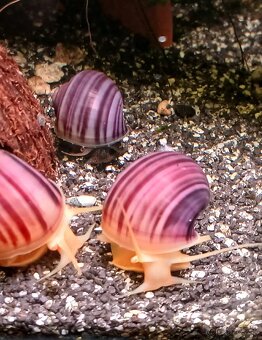 Ružove Ampularie-Pomacea bridgesii