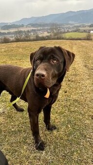 Labrador