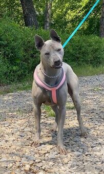 Predám fenku Thai Ridgeback Dog s rodokmeňom