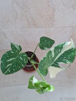 Monstera thai constellation